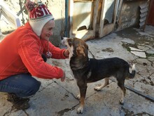 GANDALF, Hund, Mischlingshund in Rumänien - Bild 4