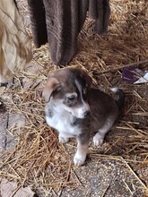 GANDALF, Hund, Mischlingshund in Rumänien - Bild 40