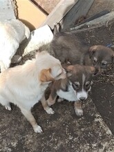 GANDALF, Hund, Mischlingshund in Rumänien - Bild 41