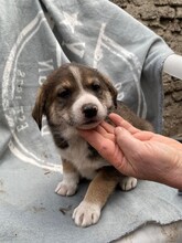 GANDALF, Hund, Mischlingshund in Rumänien - Bild 43