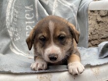 GANDALF, Hund, Mischlingshund in Rumänien - Bild 44