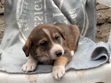 GANDALF, Hund, Mischlingshund in Rumänien - Bild 45