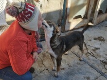 GANDALF, Hund, Mischlingshund in Rumänien - Bild 5