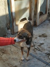 GANDALF, Hund, Mischlingshund in Rumänien - Bild 6