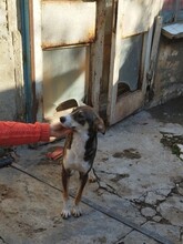 GANDALF, Hund, Mischlingshund in Rumänien - Bild 7