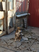 GANDALF, Hund, Mischlingshund in Rumänien - Bild 8