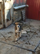 GANDALF, Hund, Mischlingshund in Rumänien - Bild 9