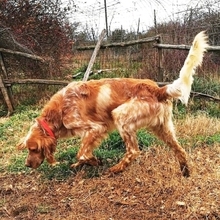 JAYDEN, Hund, English Setter in Griechenland - Bild 10