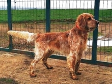 JAYDEN, Hund, English Setter in Griechenland - Bild 11