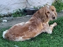 JAYDEN, Hund, English Setter in Griechenland - Bild 2
