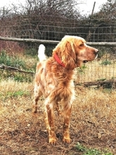 JAYDEN, Hund, English Setter in Griechenland - Bild 6
