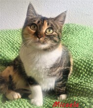 MICAELA, Katze, Hauskatze in Berlin