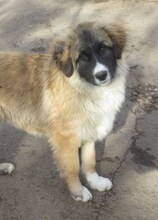 MICRON, Hund, Leonberger-Mix in Bulgarien - Bild 1