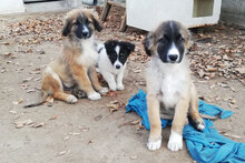 MICRON, Hund, Leonberger-Mix in Bulgarien - Bild 10