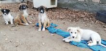 MICRON, Hund, Leonberger-Mix in Bulgarien - Bild 11