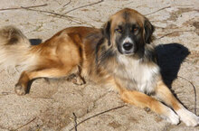 MICRON, Hund, Leonberger-Mix in Bulgarien - Bild 12