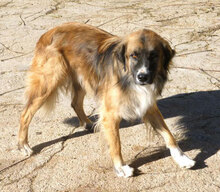 MICRON, Hund, Leonberger-Mix in Bulgarien - Bild 13