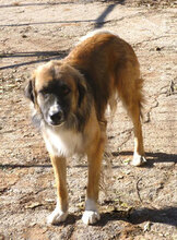 MICRON, Hund, Leonberger-Mix in Bulgarien - Bild 14