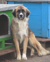 MICRON, Hund, Leonberger-Mix in Bulgarien - Bild 15