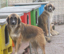 MICRON, Hund, Leonberger-Mix in Bulgarien - Bild 16