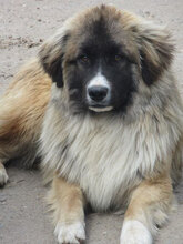 MICRON, Hund, Leonberger-Mix in Bulgarien - Bild 17