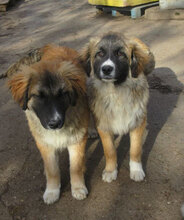 MICRON, Hund, Leonberger-Mix in Bulgarien - Bild 2