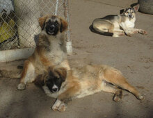 MICRON, Hund, Leonberger-Mix in Bulgarien - Bild 4