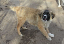 MICRON, Hund, Leonberger-Mix in Bulgarien - Bild 5