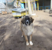 MICRON, Hund, Leonberger-Mix in Bulgarien - Bild 6