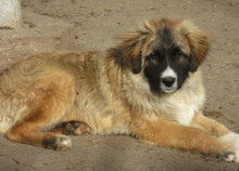 MICRON, Hund, Leonberger-Mix in Bulgarien - Bild 7