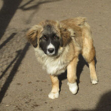 MICRON, Hund, Leonberger-Mix in Bulgarien - Bild 8