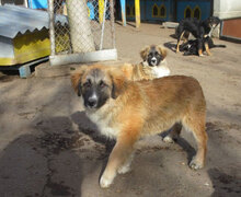 MICRON, Hund, Leonberger-Mix in Bulgarien - Bild 9