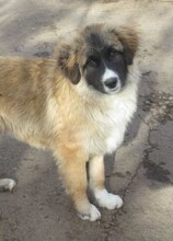 MICRON, Hund, Mischlingshund in Bulgarien - Bild 1