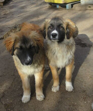 MICRON, Hund, Mischlingshund in Bulgarien - Bild 2