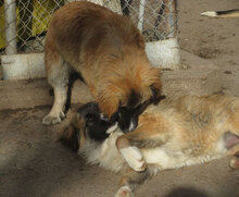 MICRON, Hund, Mischlingshund in Bulgarien - Bild 3