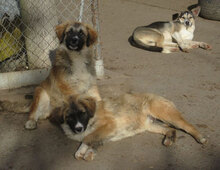 MICRON, Hund, Mischlingshund in Bulgarien - Bild 4
