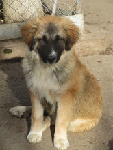 MACRON, Hund, Mischlingshund in Bulgarien - Bild 1