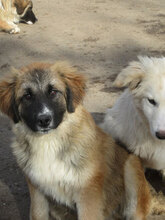 MACRON, Hund, Mischlingshund in Bulgarien - Bild 5