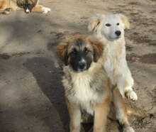 MACRON, Hund, Mischlingshund in Bulgarien - Bild 6