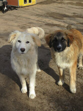 MACRON, Hund, Mischlingshund in Bulgarien - Bild 7