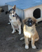 MACRON, Hund, Mischlingshund in Bulgarien - Bild 9