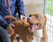 ASCHETTE, Hund, Molosser in Italien - Bild 10
