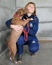 ASCHETTE, Hund, Molosser in Italien - Bild 11