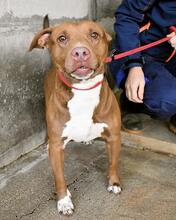 ASCHETTE, Hund, Molosser in Italien - Bild 12
