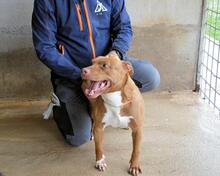 ASCHETTE, Hund, Molosser in Italien - Bild 8