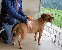 ASCHETTE, Hund, Molosser in Italien - Bild 9