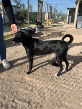 PIOR, Hund, Mischlingshund in Portugal - Bild 5