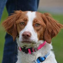 ALMA, Hund, Epagneul Breton in Rot