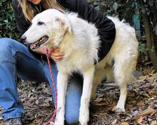 DAGEN, Hund, Maremmano-Mix in Italien - Bild 3