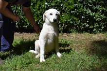 DAMARIUS, Hund, Maremmano-Mix in Italien - Bild 14